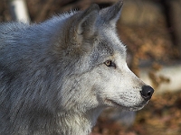 Arctic Wolf 069